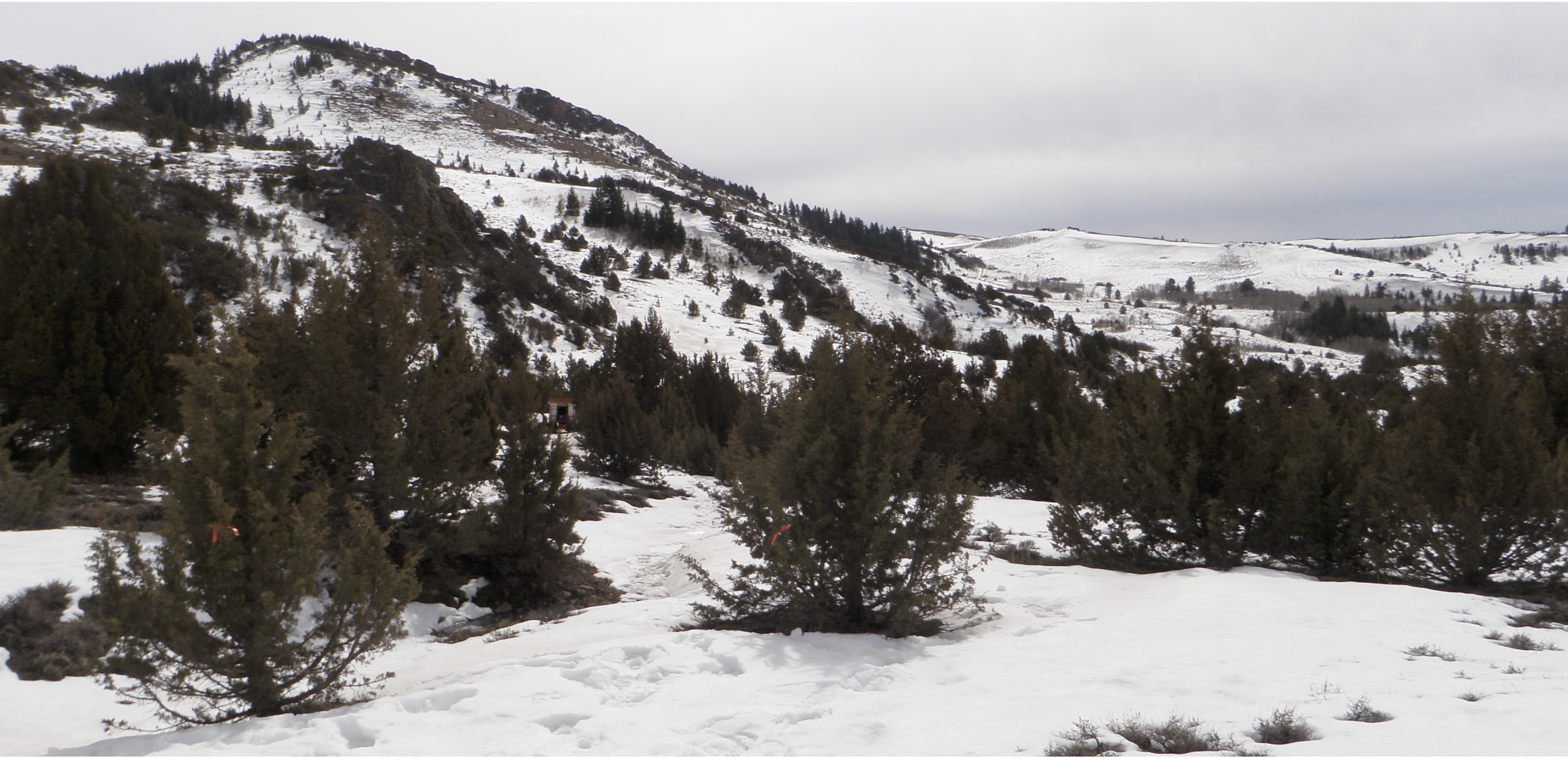 snow and juniper