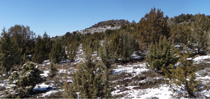 juniper snow landscape
