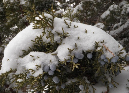 snow on tree limb