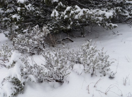 snow in sagebrush and juniper